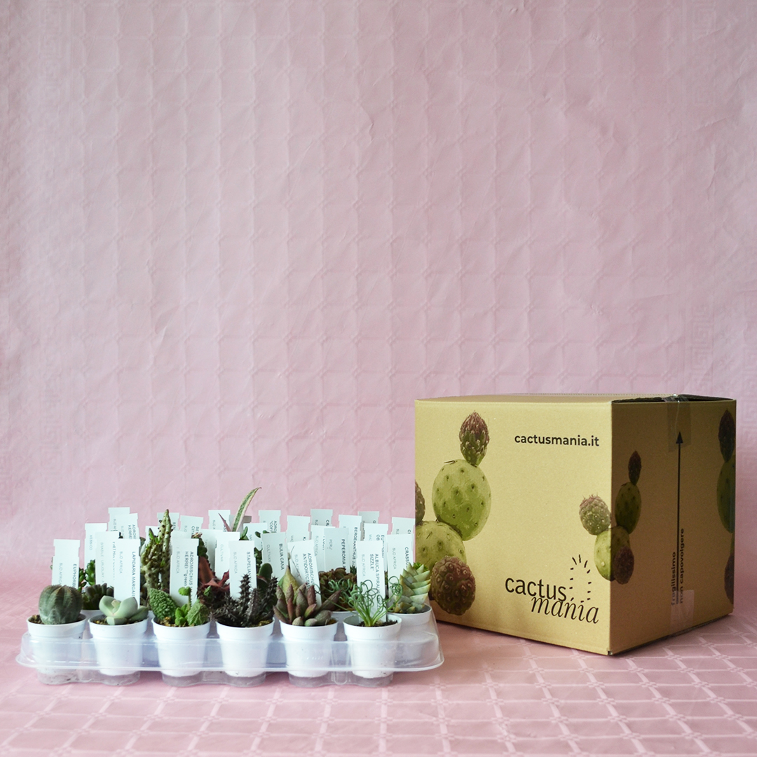 Collection 30 plantes succulentes pot Ø 5,5