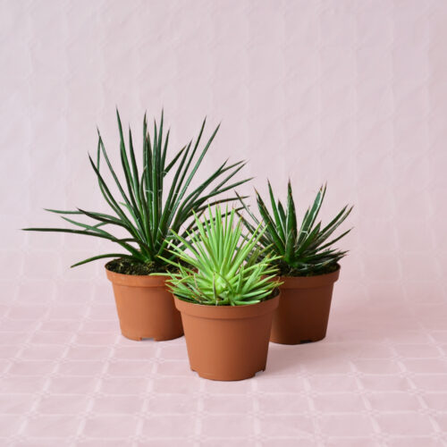 Collection 3 Agave pot Ø 10,5 | Boutique CactusMania