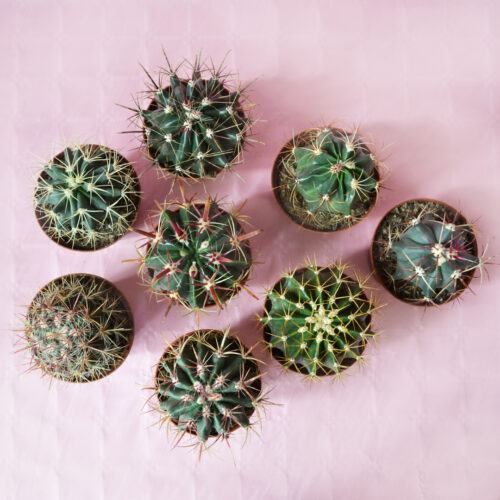 Collection de 8 Ferocactus pot Ø 10,5