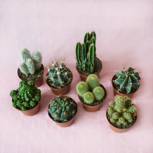 Collection de 8 cactus pot Ø 10,5