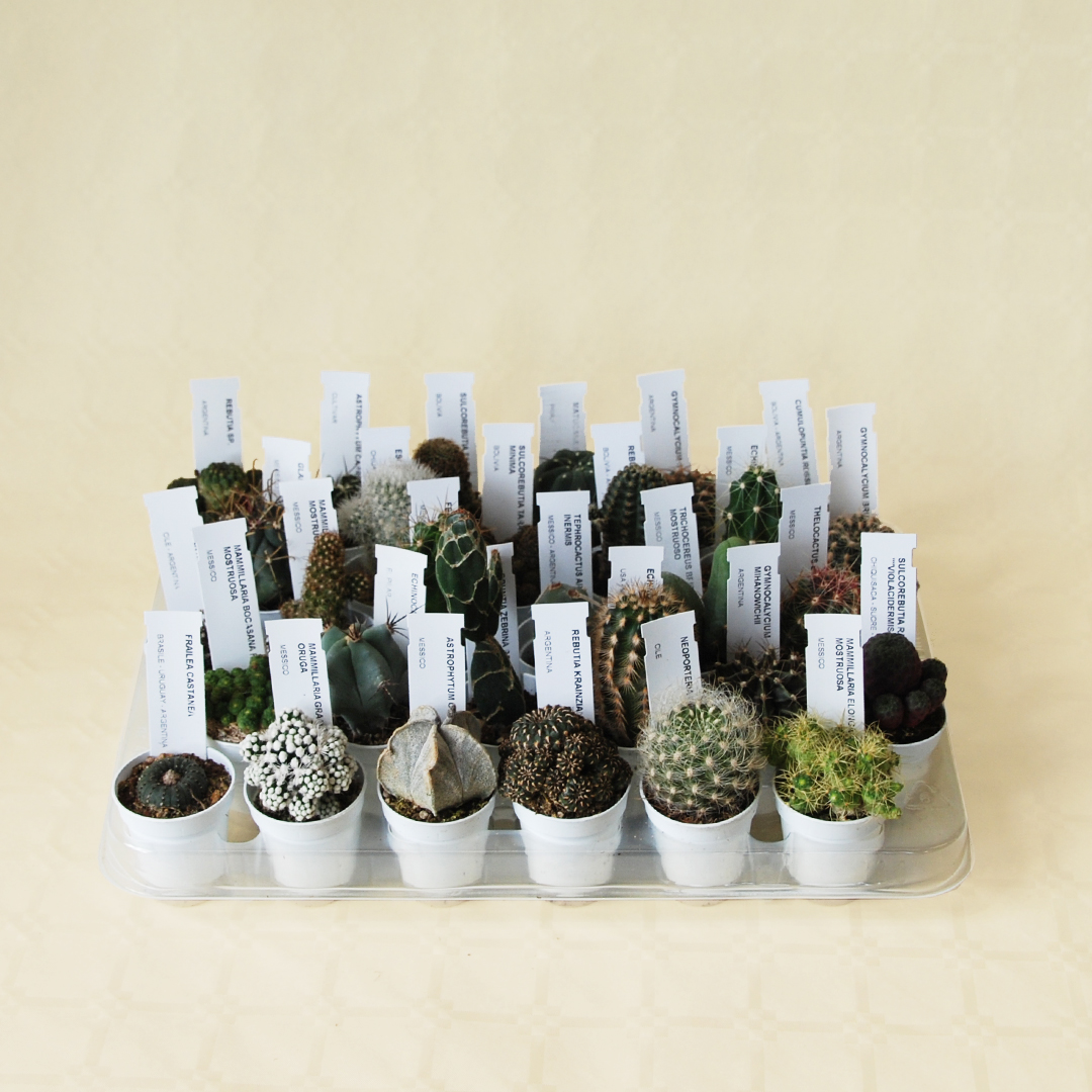 Collection de 30 Cactus pot Ø 5,5