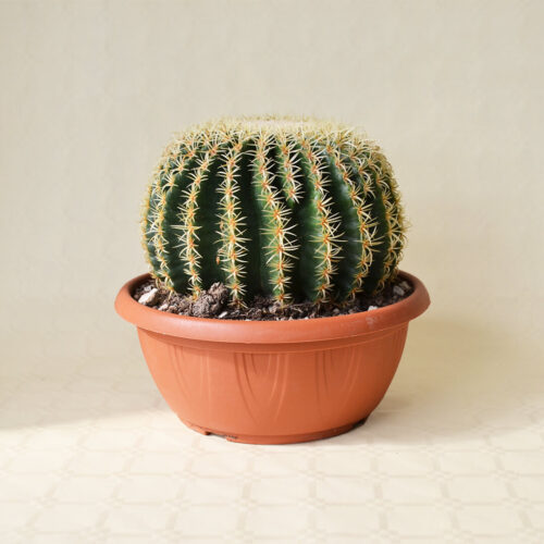 Echinocactus grusonii intermedius uncinatus Ø 25 cm