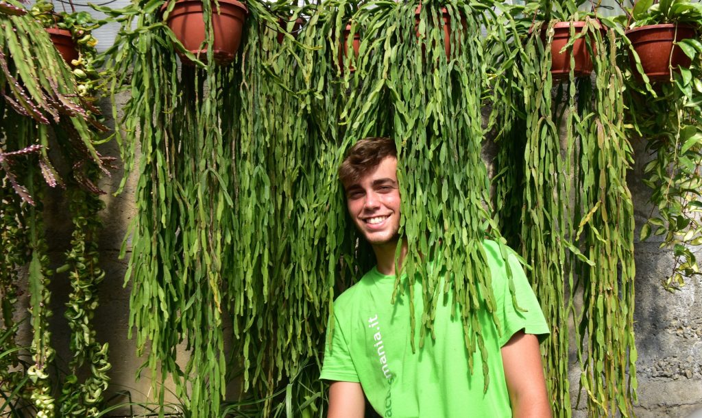 comment entretenir rhipsalis