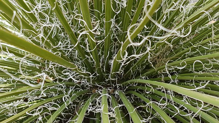 agave entretien succulente