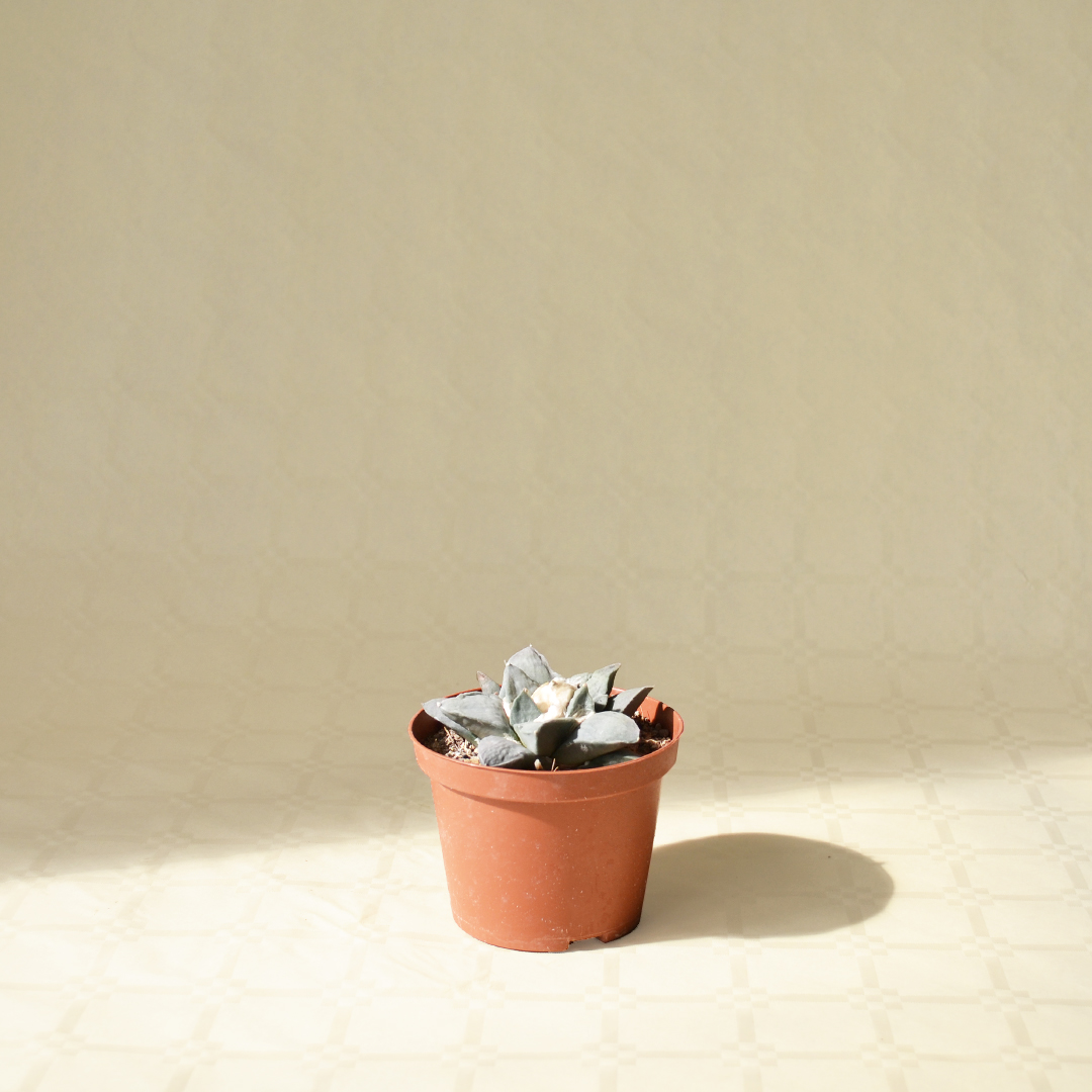 Ariocarpus retusus pot Ø 10,5