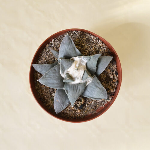 Ariocarpus retusus pot Ø 10,5