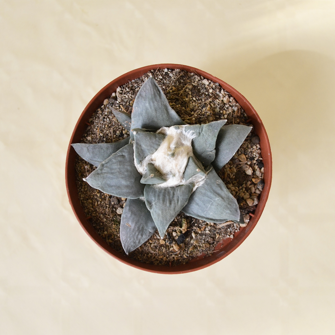 Ariocarpus retusus pot Ø 10,5