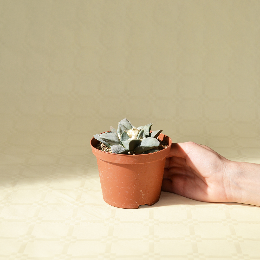 Ariocarpus retusus pot Ø 10,5