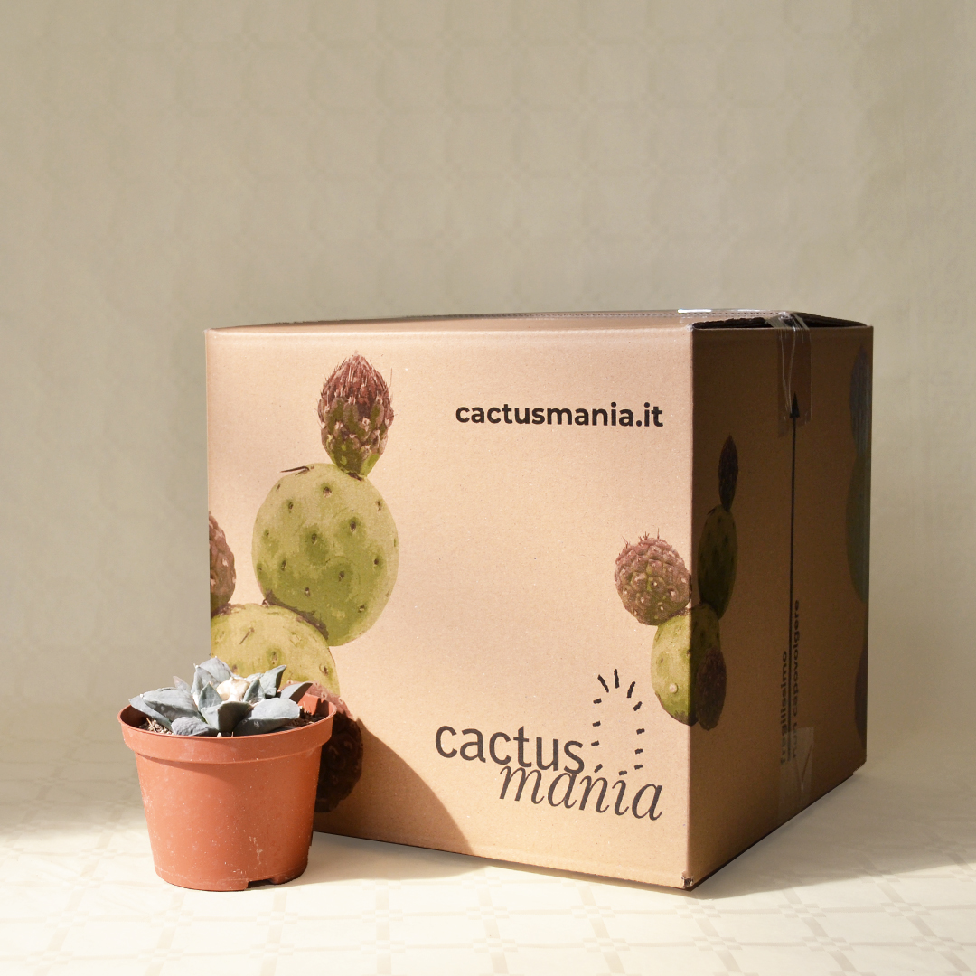 Ariocarpus retusus pot Ø 10,5