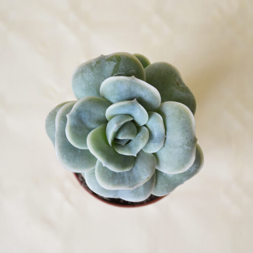 Echeveria Lovely Rose pot Ø 5,5