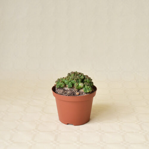Mammillaria bocasana Fred pot Ø 10,5
