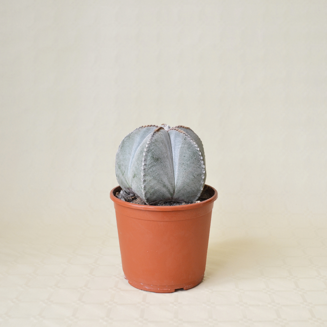 Astrophytum myriostigma pot Ø 17