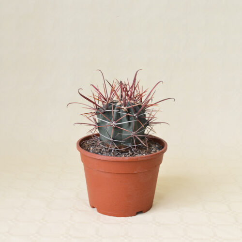 Ferocactus gracilis pot Ø 16