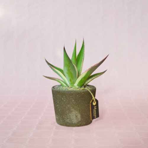 Agave guiengola marginata pot Ø 12 - Manera Choco