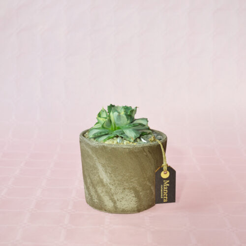 Agave isthmensis 'Ohi Raijin Shiro Nakafu' pot Ø 12 - Manera Choco