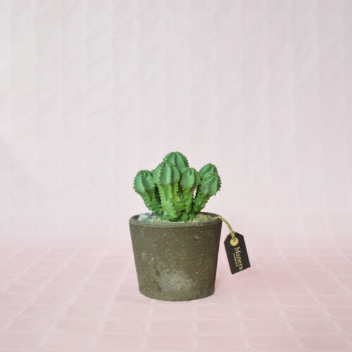 Euphorbia fruticosa inermis pot Ø 12 - Manera Choco