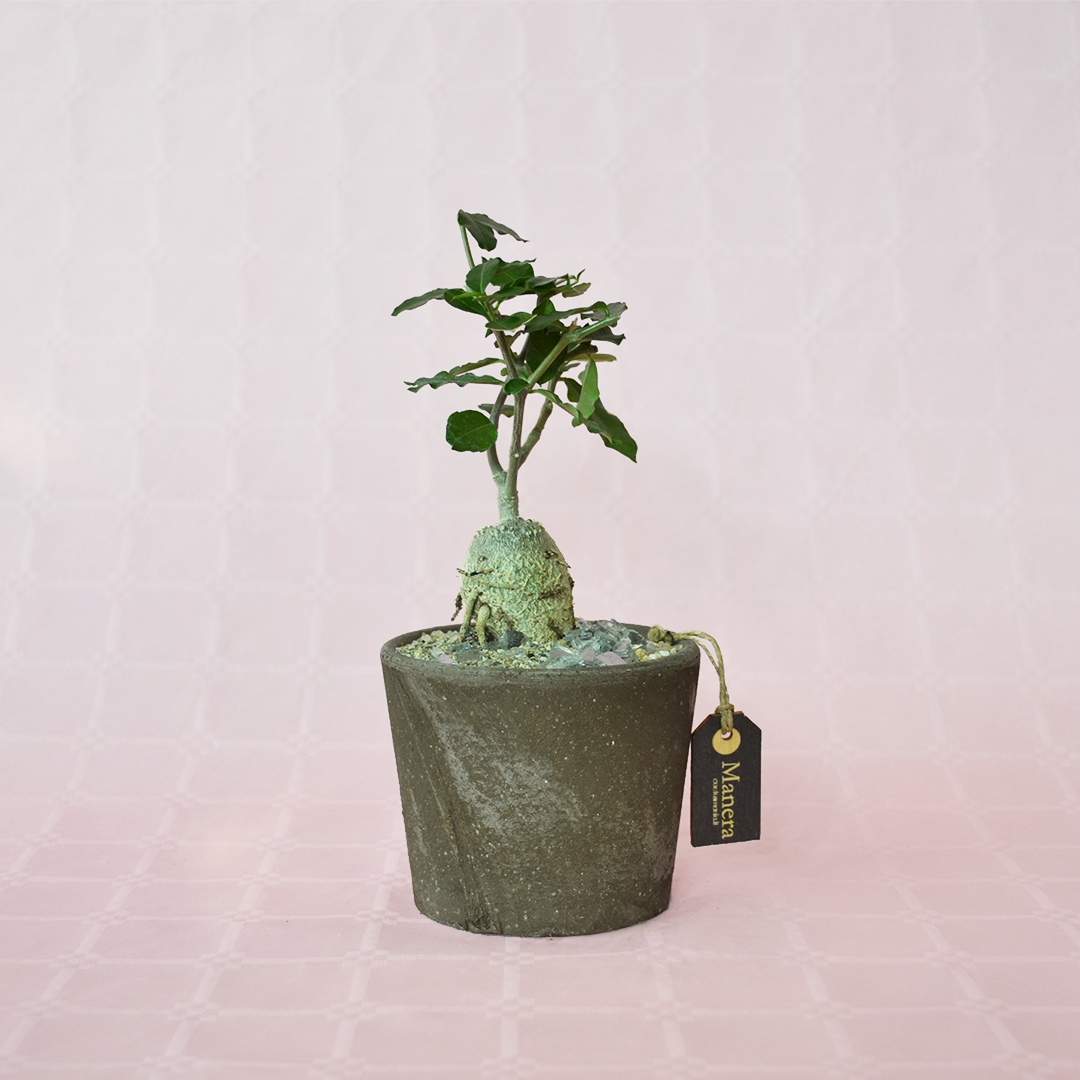 Fockea edulis pot Ø 12 - Manera Choco