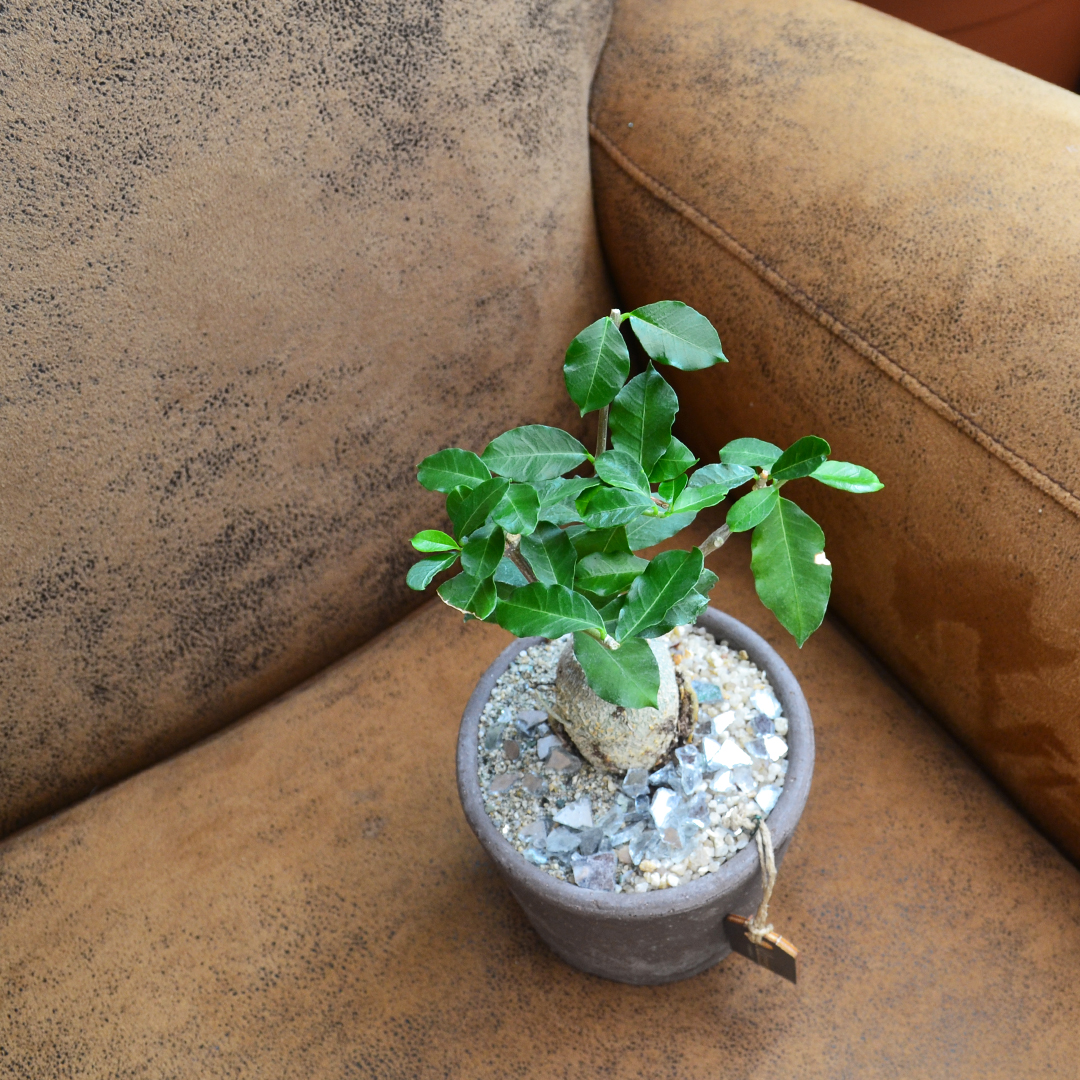 Fockea edulis pot Ø 12 - Manera Choco