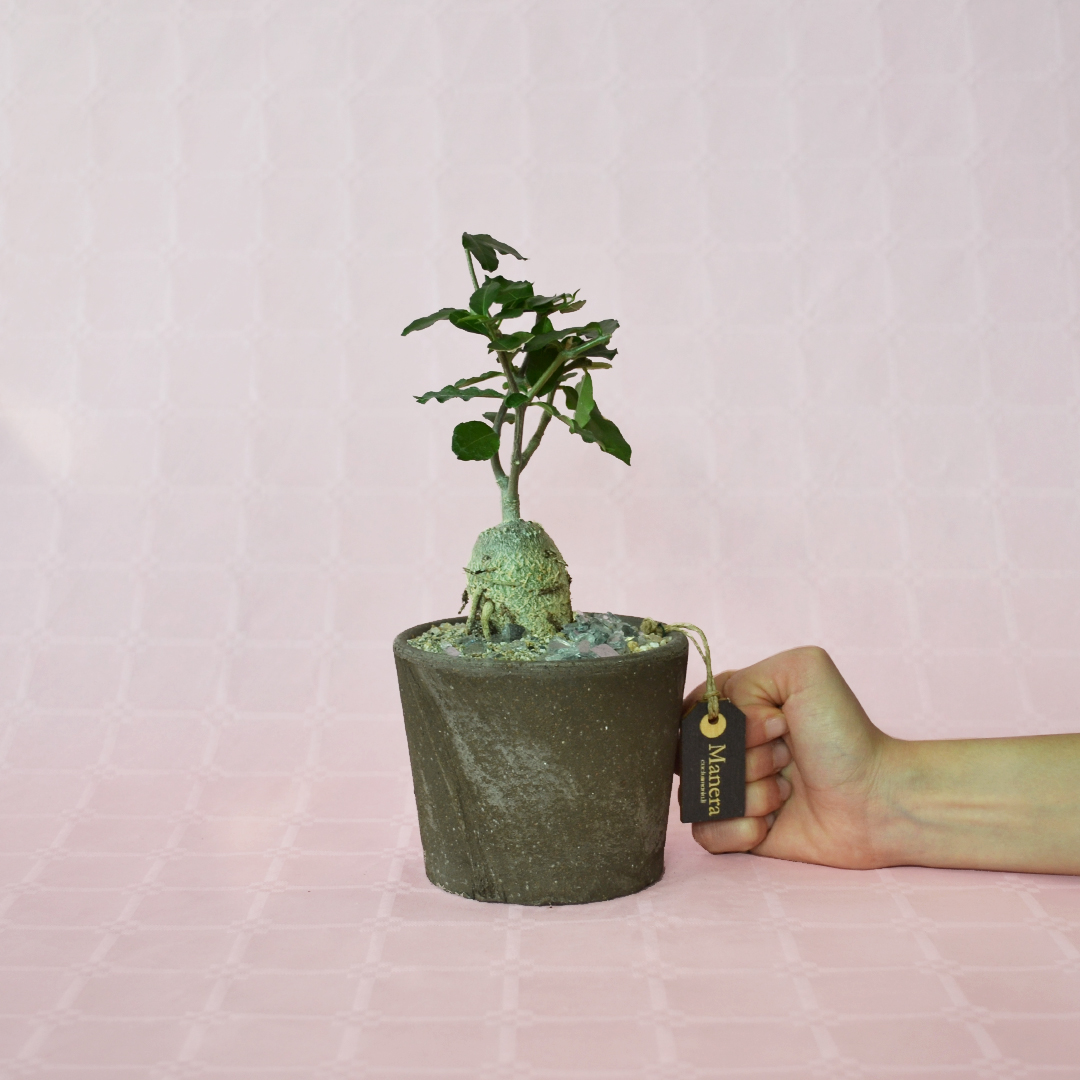 Fockea edulis pot Ø 12 - Manera Choco