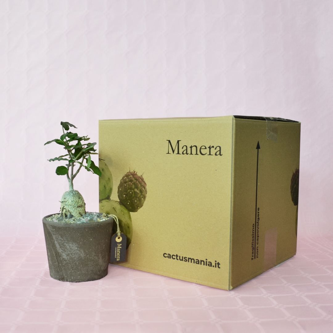 Fockea edulis pot Ø 12 - Manera Choco