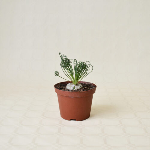 Albuca spiralis pot Ø 10,5 | Boutique CactusMania