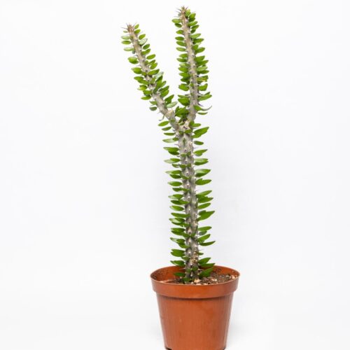 Alluaudia procera pot Ø 14