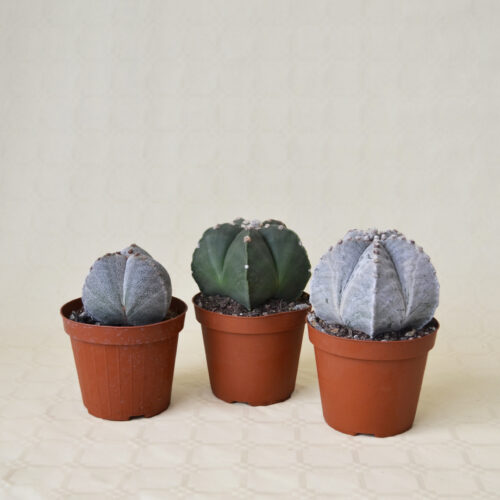 Collection 3 Astrophytum pot Ø 13