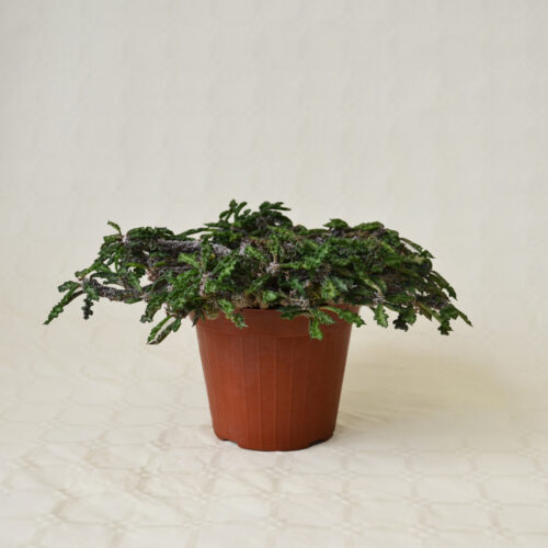 Euphorbia decaryi pot Ø 14