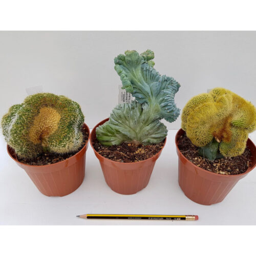 Mix 3 piante grasse crestate (possibili innesti) vaso Ø 12 cm