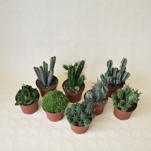 Collection 8 Euphorbia pot Ø 10,5
