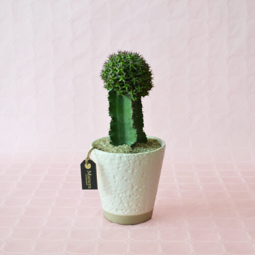 Euphorbia mitriformis pot Ø 12 - Manera