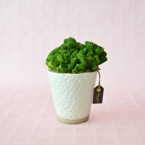 Euphorbia polygona f. cristata pot Ø 12 - Manera