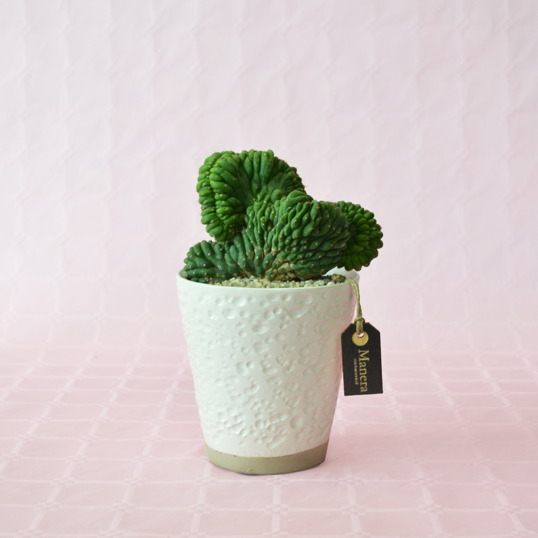 Trichocereus pachanoi cristata pot Ø 12 - Linea Manera