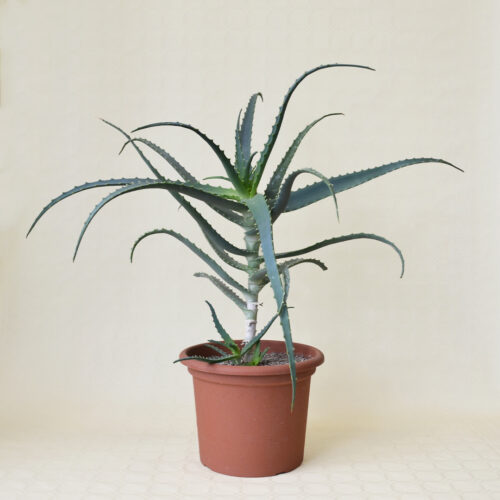 Aloe arborescens pot Ø 25