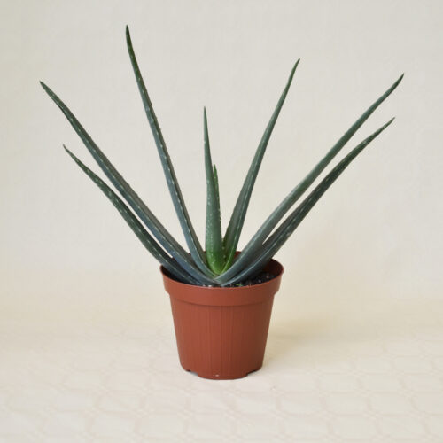 Aloe vera pot Ø 14