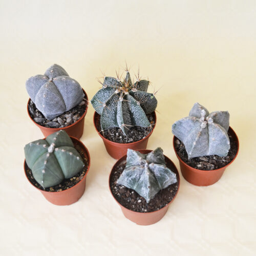 Collection 5 Astrophytum pot Ø 10,5