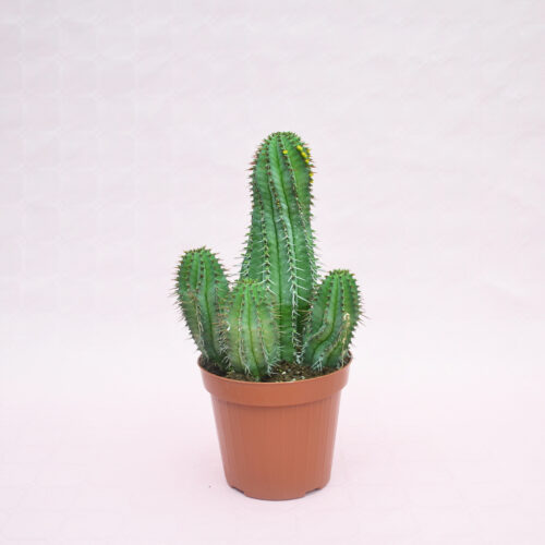 Euphorbia fruticosa pot Ø 14