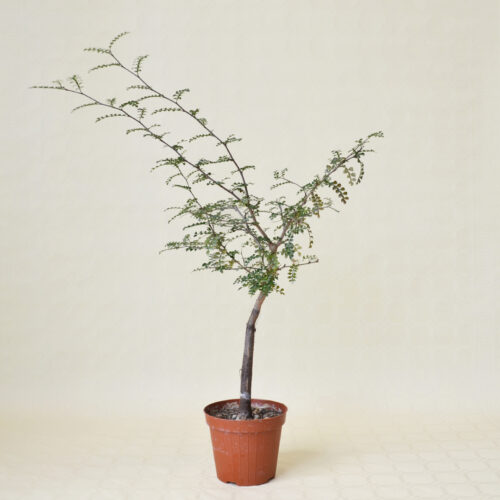 Operculicarya decaryi pot Ø 12 | Boutique CactusMania