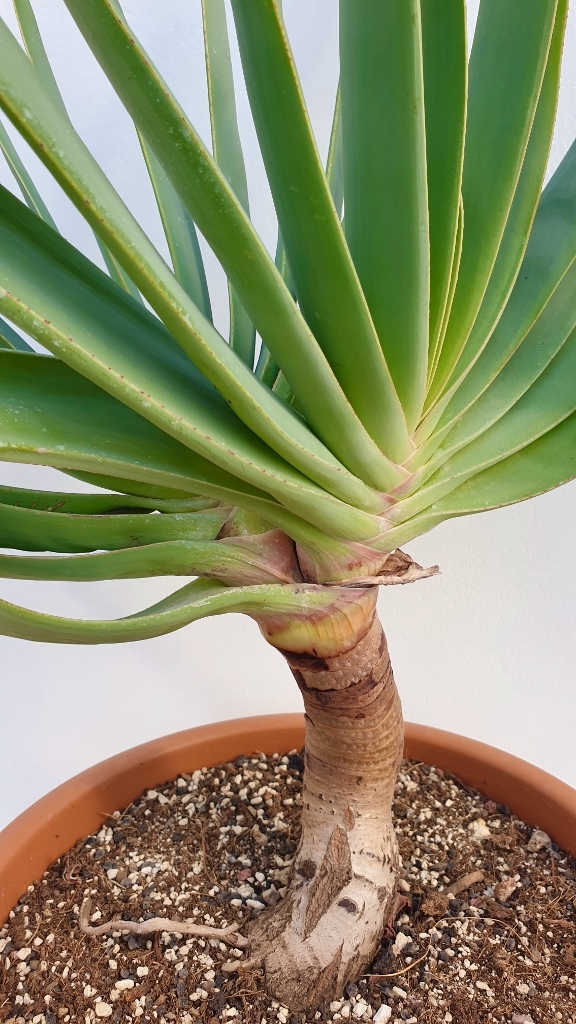 Aloe plicatilis accestita