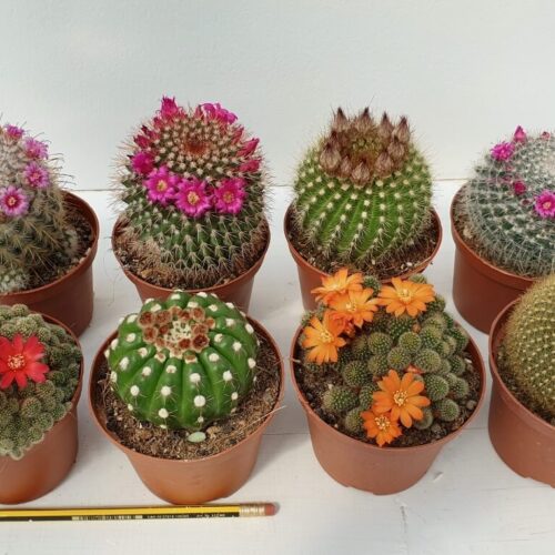Collezione cactus fioriti 8 piante