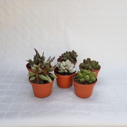 Collection 6 Adromischus pot Ø 5,5