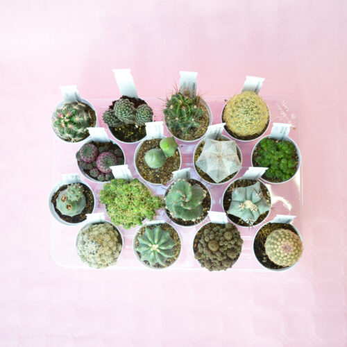 Collection 16 Cactus pot Ø 7,5