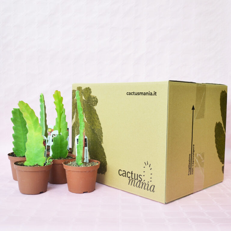 Collection 6 Epiphyllum hybrid pot Ø 10,5