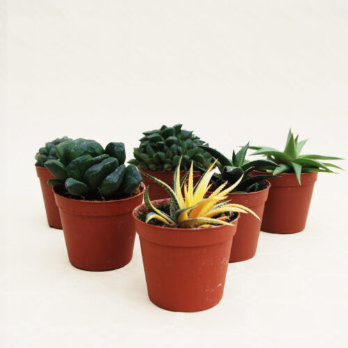 Collection 6 Haworthia pot Ø 7,5