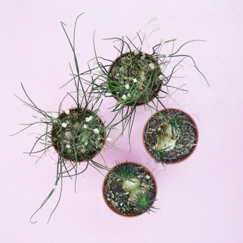 Collection Ornithogalum sardienii et Drimia uniflora pot Ø 5,5