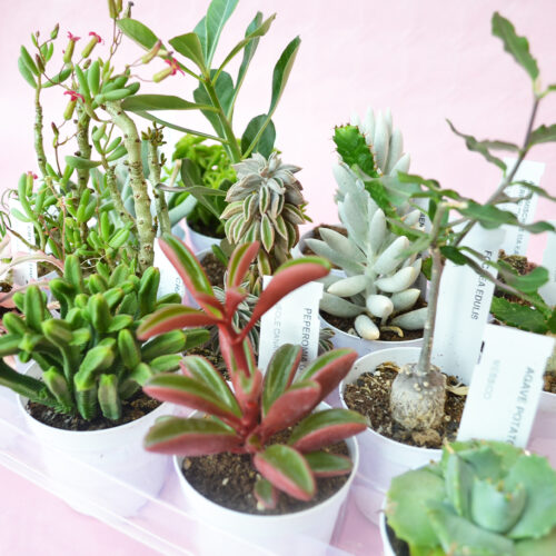 Collection 16 plantes succulentes pot Ø 7,5
