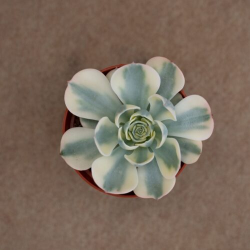 Echeveria Compton Carousel vaso Ø8 cm