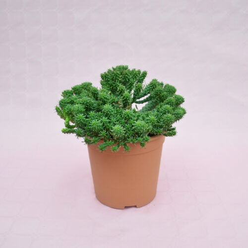 Euphorbia sp. pot Ø 17