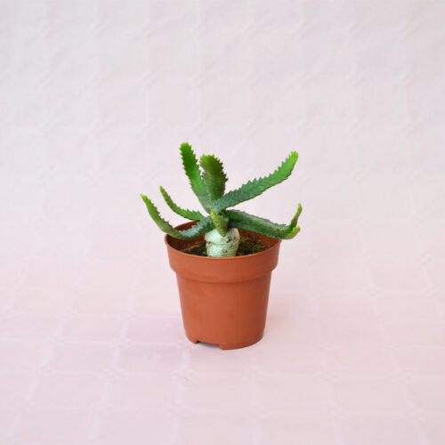 Euphorbia stellata pot Ø 8,5