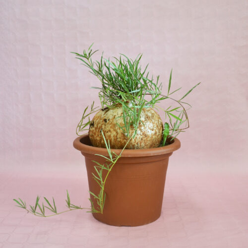 Ipomea bolusii pot Ø 30 | Boutique CactusMania